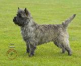Cairn Terrier 9R071D-129